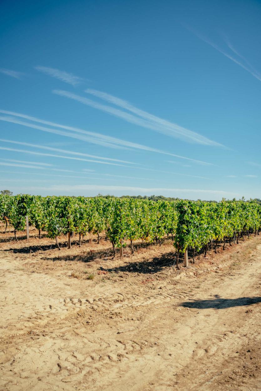 La vigne au Château ICLA