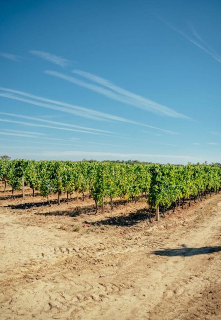 La vigne au Château ICLA